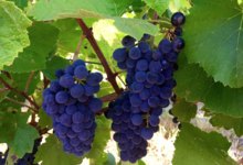 Domaine La Vivarelle