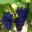 Domaine La Vivarelle