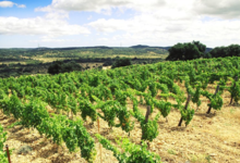 Château Bas d’Aumelas