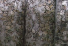 L'escargot du Faurou, Escargots petit gris (surgelés)