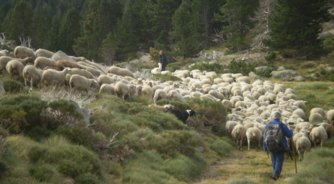 Agneau de Nohèdes