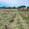 Vignobles Cap Leucate
