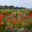 Vignobles Cap Leucate