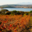 Vignobles Cap Leucate