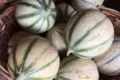 EARL du Mas Ay, melons