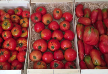 EARL du Mas Ay, tomates