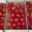 EARL du Mas Ay, tomates