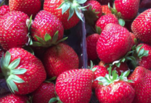 EARL du Mas Ay, fraises