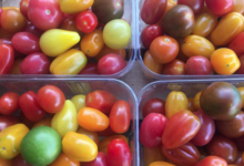 EARL du Mas Ay, tomates cerise