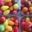EARL du Mas Ay, tomates cerise