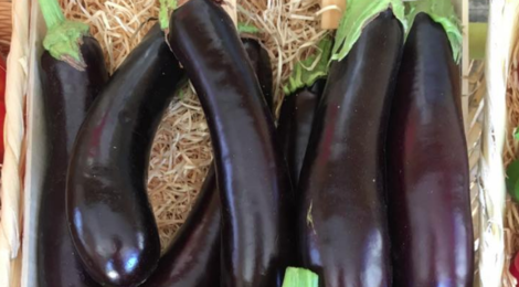 EARL du Mas Ay, aubergines