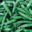 EARL du Mas Ay, petit pois