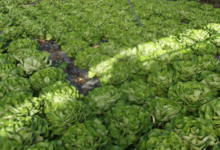 Les Jardins De La Cabane