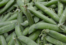 Fraîcheur des Cabanes, petit pois