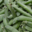 Fraîcheur des Cabanes, petit pois