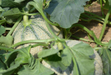 Fraîcheur des Cabanes, melon