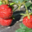 Fraîcheur des Cabanes, fraises