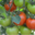 Fraîcheur des Cabanes, tomate ronde