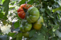 Fraîcheur des Cabanes, tomate raf