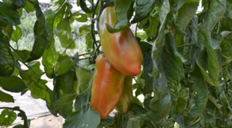 Fraîcheur des Cabanes, tomate andine cornue
