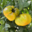 Fraîcheur des Cabanes, tomate ananas
