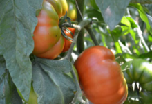 Fraîcheur des Cabanes, tomate fleurette