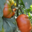 Fraîcheur des Cabanes, tomate fleurette