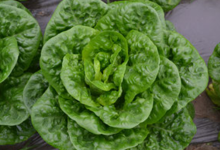 Fraîcheur des Cabanes, sucrine