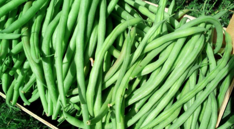 Les clapiers du Razès, haricots verts