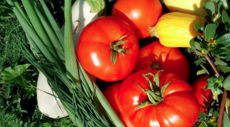 Les clapiers du Razès, légumes