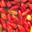 La Clède, habaneros