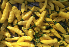 La Clède, Aji Lemons
