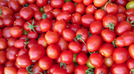 La Clède, tomate cerise