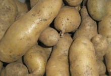 La Clède, pomme de terre