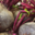 Domaine de Toury, Betterave Robuschka
