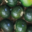 Domaine de Toury, Courge Zapallito verte petite