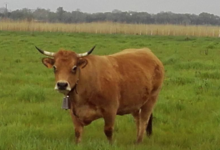 Elevage Burgos, vaches de race Aubrac