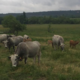 Élevage de La Coste
