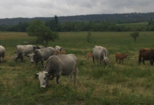 Élevage de La Coste, vaches et taureaux pure race Gascon. 