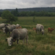 Élevage de La Coste, vaches et taureaux pure race Gascon. 