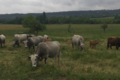 Élevage de La Coste, vaches et taureaux pure race Gascon. 