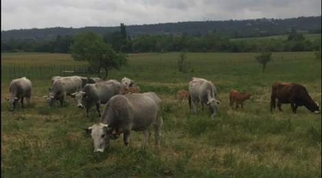 Élevage de La Coste, vaches et taureaux pure race Gascon. 