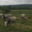 Élevage de La Coste, vaches et taureaux pure race Gascon. 