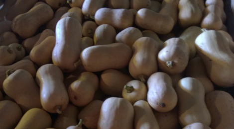 O'BIO 2 Villedaigne, courges butternut