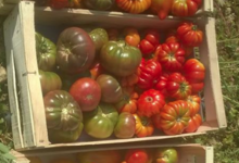O'BIO 2 Villedaigne, tomates