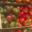O'BIO 2 Villedaigne, tomates