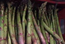 Le Jardin de l'Orbieu, asperges