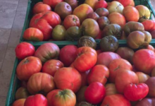Le Jardin de l'Orbieu, tomates