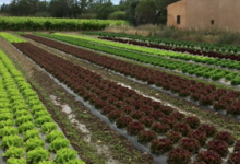 Le Jardin de l'Orbieu