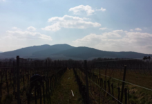 Domaine Yves Amberg